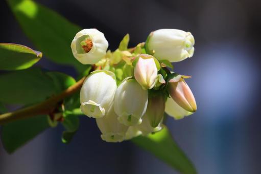 Blueberry flower, blueberry, flower, fruit trees, JPG