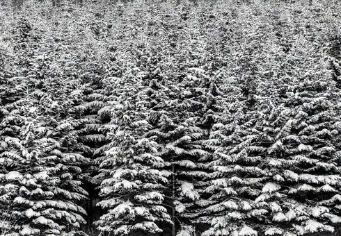 雪とのコントラストが際立つ冬の大樹 樹氷,雪化粧,樹木の写真素材