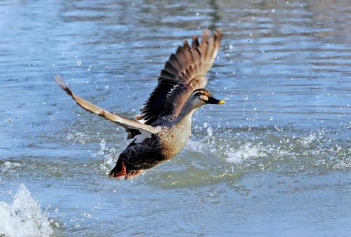 離水するカルガモ 離水するカルガモの写真