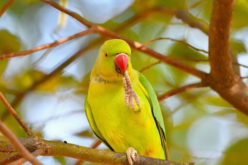 ワカケホンセイインコ インコ,ワカケホンセイインコ,黄緑色の写真素材