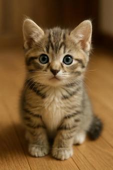 子猫 子猫の写真