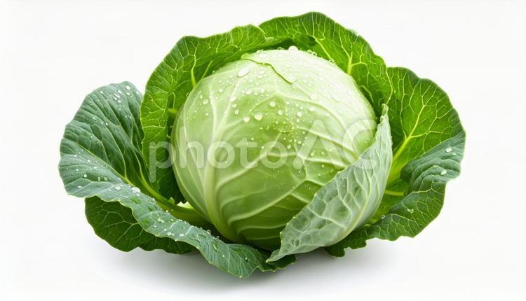 キャベツ　まるごと１個　白背景 キャベツ,白背景,野菜の写真素材