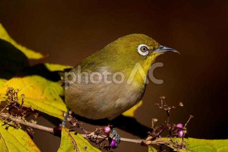 木の枝にとまるメジロ メジロ,野鳥,鳥の写真素材