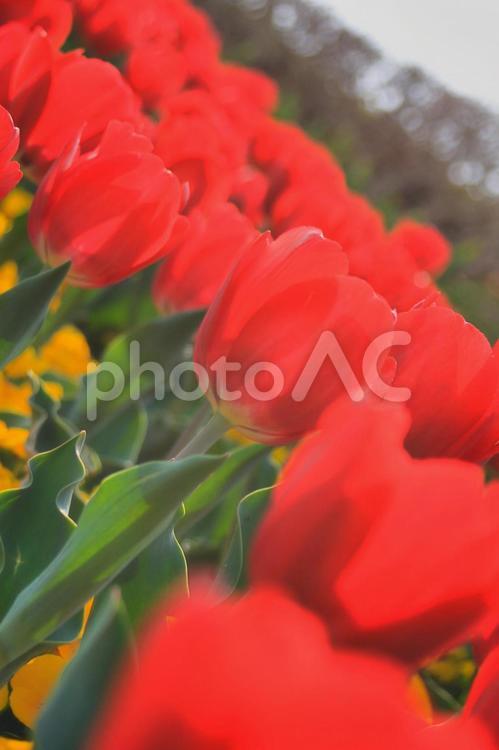 やさしい世界〜チューリップの王冠を〜 花,自然,植物の写真素材