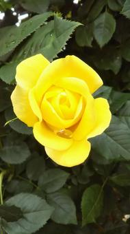 薔薇と雫の写真