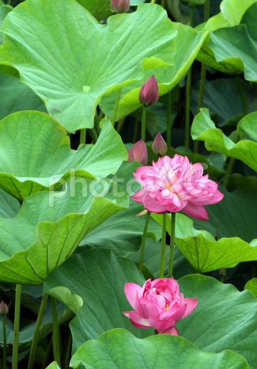 初夏を彩るハスの花04 つぼみ,はじく,はなやかの写真素材