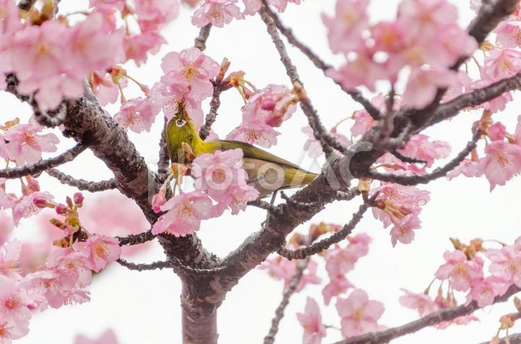 桜の中で羽を休めるメジロ メジロ,鳥,野鳥の写真素材