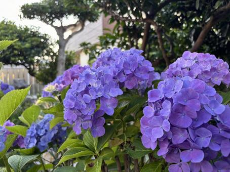 Hydrangea 5, JPG Hydrangea 5, JPG