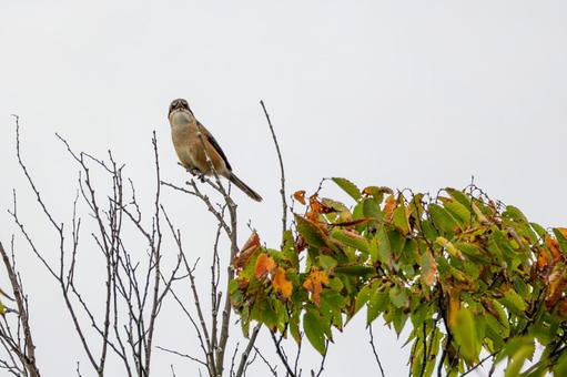 モズ(25) モズ(25) 鳥,野鳥,モズの写真素材