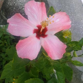 ハイビスカスの写真