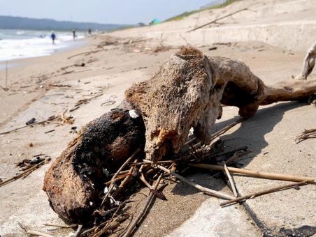 Driftwood on the beach, JPG