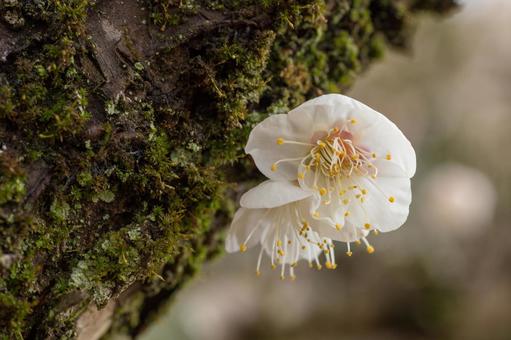 梅8 梅8の写真