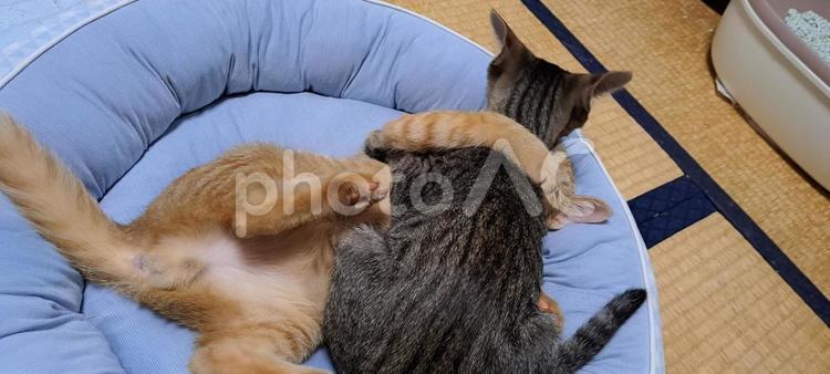 子猫たち、じゃれあい 子猫,猫,保護猫の写真素材