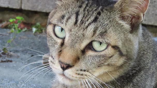 カメラ目線で心に語り掛けて来るもふもふ猫 猫,キジトラ,カメラ目線の写真素材