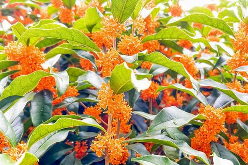 オレンジ色が眩しい満開のキンモクセイ オレンジ色が眩しい満開のキンモクセイ キンモクセイ,秋,花の写真素材