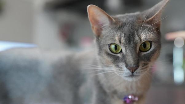 こちらを見つめる猫、アビシニアン こちらを見つめる猫、アビシニアンの写真