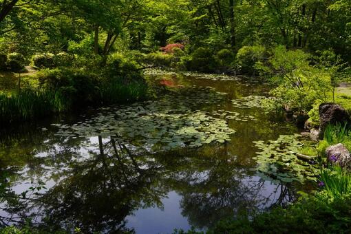 沼 沼の写真