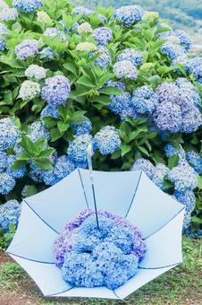Umbrella with hydrangea ③ Umbrella with hydrangea ③