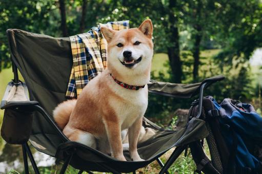 椅子に座る犬の写真