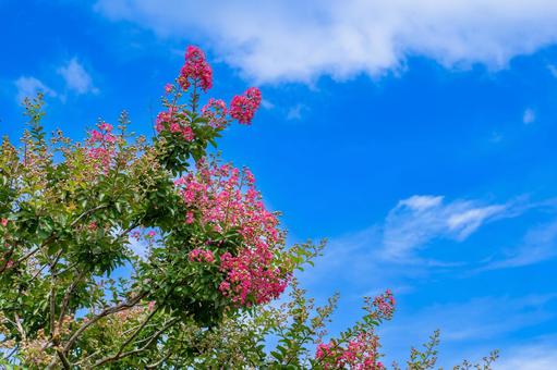 夏空に映える百日紅の花 夏空に映える百日紅の花 サルスベリ,夏,青空の写真素材
