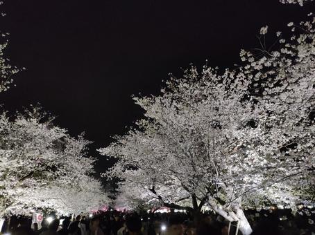 漆黒桜 漆黒桜 桜,夜桜,さくらの写真素材