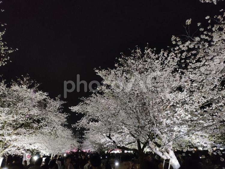 漆黒桜 桜,夜桜,さくらの写真素材