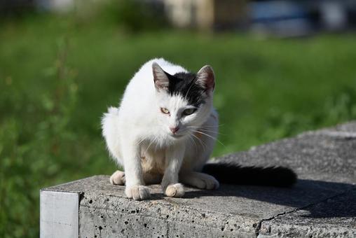 堤防の上のニャンコ 癒し,寝る,毛並みの写真素材