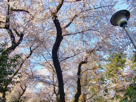 桜の遊歩道-6 桜の遊歩道-6 桜,木,幹の写真素材