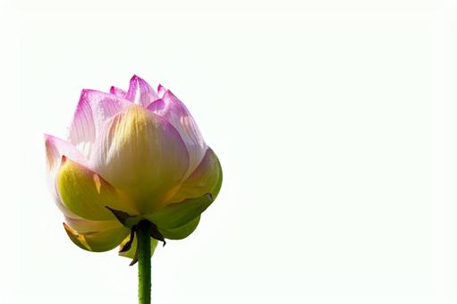 Lotus bud on white background, JPG Lotus bud on white background, JPG