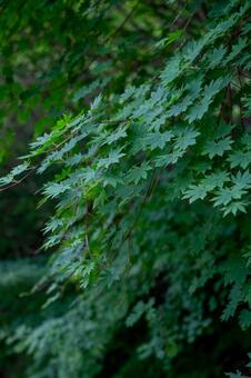 コハウチワカエデ コハウチワカエデ,楓,緑の写真素材