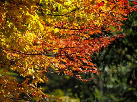 紅葉_005 紅葉_005 自然,風景,紅葉の写真素材