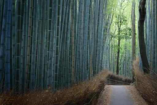 誰もいない嵐山の竹林の小径 誰もいない嵐山の竹林の小径 嵐山,竹林の小径,嵯峨野の写真素材