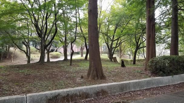公園の樹木たち 公園の樹木たちの写真