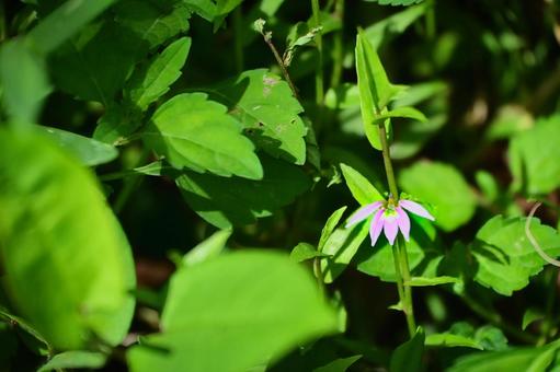 光と緑に包まれた可憐なミゾカクシ 光と緑に包まれた可憐なミゾカクシ ミゾカクシ,花,キキョウ科の写真素材