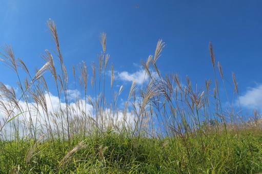 葛城山のすすき 10月,秋,大和葛城山の写真素材