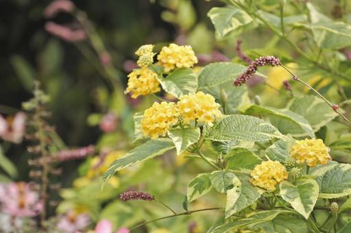 ランタナ⑥ ランタナ⑥ ランタナ,花,黄の写真素材