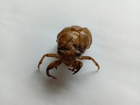 正面から見たセミの抜け殻 正面から見たセミの抜け殻の写真
