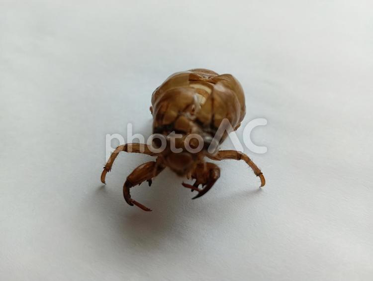 正面から見たセミの抜け殻 セミの抜け殻,セミ,抜け殻の写真素材