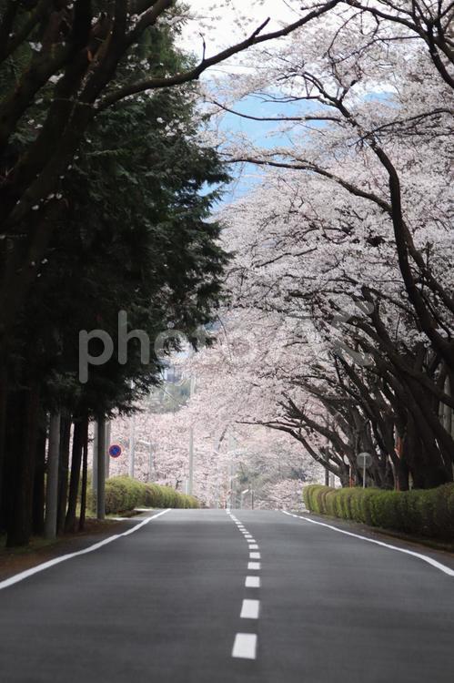 大石寺近くの桜並木 そら,晴れ,さくらの写真素材