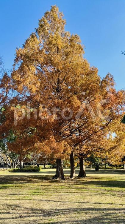 メタセコイアの紅葉 メタセコイア,紅葉,美しいの写真素材