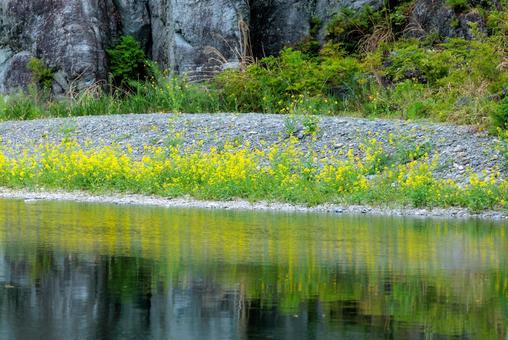 湖畔の岩と黄色い花 湖畔の岩と黄色い花の写真