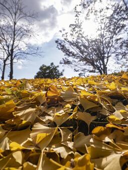 陽光きらめくイチョウの黄金絨毯 イチョウ,黄葉,落ち葉の写真素材