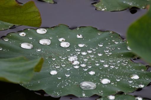 Photo, lotus, polka dot, after the rain, 