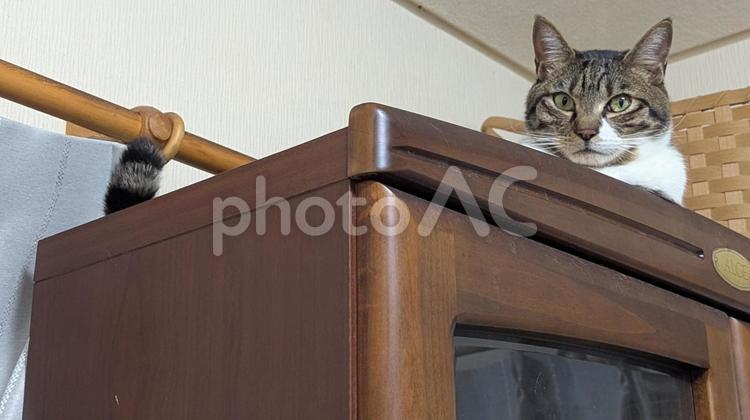 ネコと暮らす ネコ,猫,ペットの写真素材