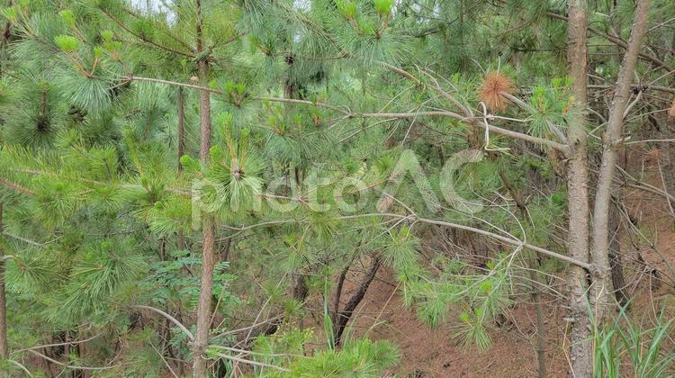 鳥取砂丘　松の木 鳥取砂丘,松,木の写真素材
