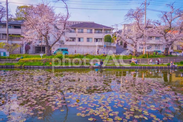 白幡池公園の桜 白幡池公園,桜,木製の橋の写真素材