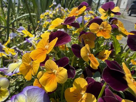 満開のビオラ 満開のビオラ ビオラ,花,満開の写真素材