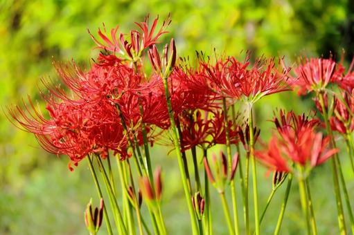 Cluster of red spider lilies-3, JPG Cluster of red spider lilies-3, JPG