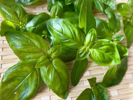 摘みたて新鮮なバジルをクローズアップ（横 バジル,ハーブ,香草の写真素材