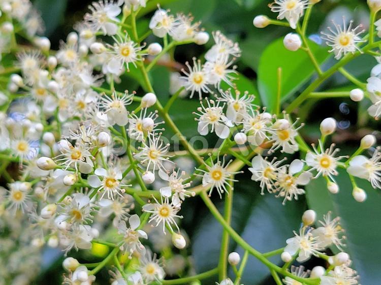 小さくて沢山の白い花 白い花,小さい,花の写真素材